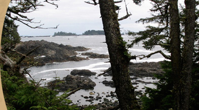 Beach Through Some Trees
