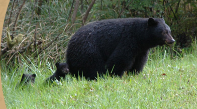 Bear with Cubs