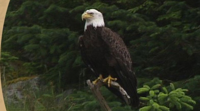 Eagle